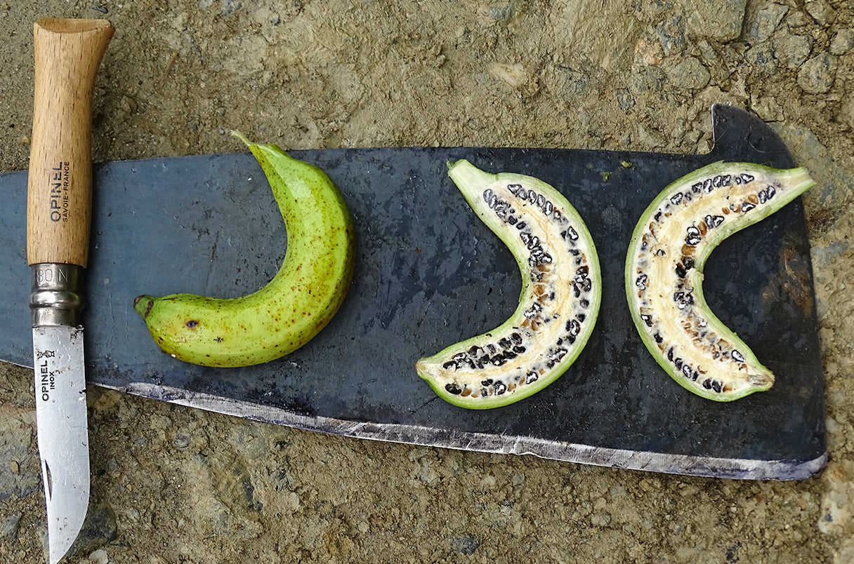 איך נראתה הבננה הראשונה? ומה איתה היום?