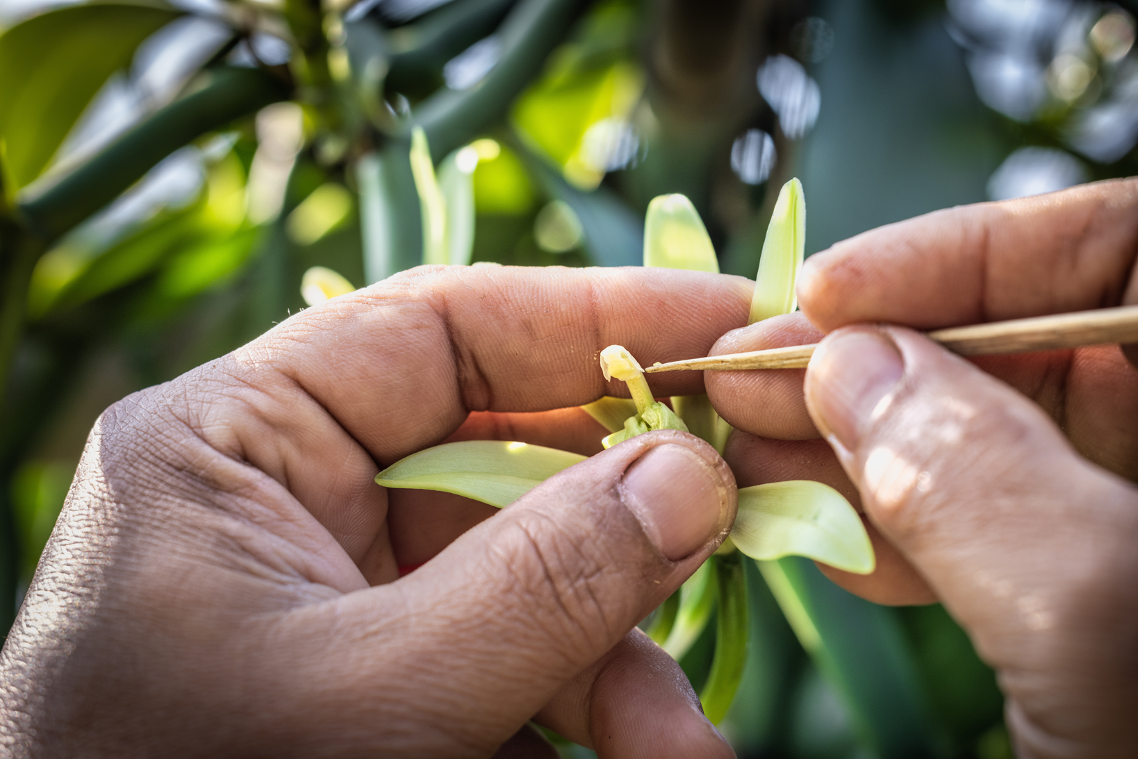 4 סיבות למה סבוני וניל מוצקים הם הבחירה המושלמת לגברים